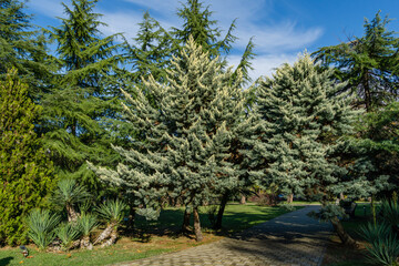 Beautiful Arizona cypress (Cupressus arizonica) 'Blue Ice' in park of center resort  city Sochi.
