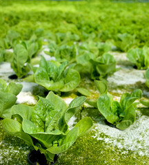 close up of leaves of lettuce bushes in a greenhouse, hydroponic