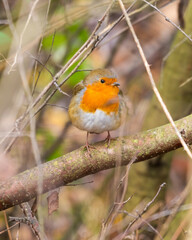 European Robin Perched on a Branch