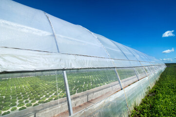 Great salad greenhouse vegetable hydroponics outdoors and summer sky