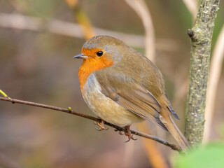 European Robin Perched on a Twig