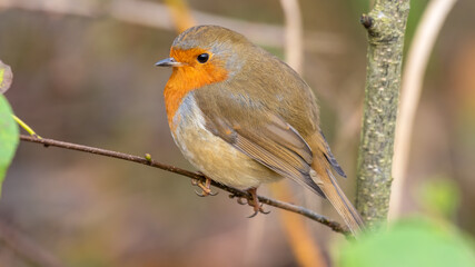 European Robin Perched on a Twig