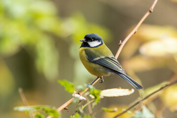 Beautiful Great Tit Perched on a Twig