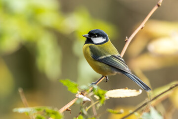 Obraz premium Beautiful Great Tit Perched on a Twig