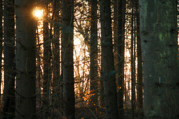 sunset in the forest