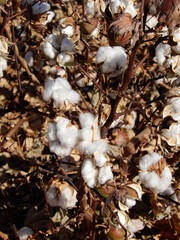 Arizona cotton field, cotton, bolls, plants, agriculture, farming, 