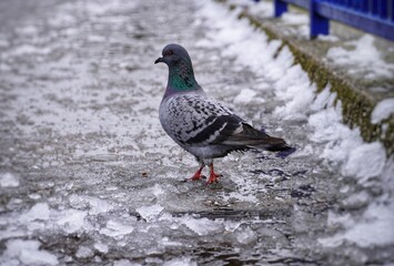Pigeon on the ice