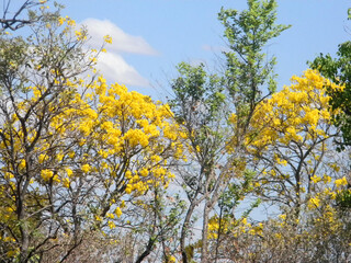 YPÊ AMARELO ÁRVORE NATUREZA CÉU AZUL GALHO VERDE