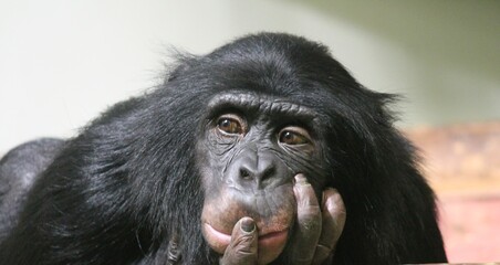 Fototapeta premium chimp common chimpanzee (pan troglodyte) chimp looking sad away from camera