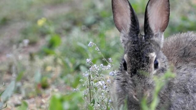Wildkaninchen (Oryctolagus cuniculus) im Rheintal