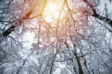 trees in a snowy forest