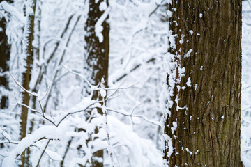 trees in a snowy forest