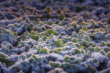 A morning landscape of snow covered grain fields in the Northern Europe. First snow on the agricultural field. Bright morning scenery during the sunrise.