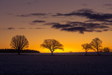 A beautiful group of bare oak trees near the horizon. Early winter landscape during the sunrise. Tree silhouettes against the colorful dawn sky.
