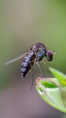 fly on leaf