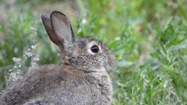 Wildkaninchen (Oryctolagus cuniculus) im Rheintal