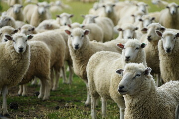 Naklejka na ściany i meble sheep and lambs are curiously looking