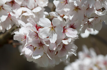 Wunderschöne weiße Kirschblüten im Sonnenlicht
