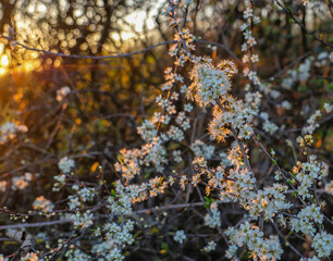 Flowering hawthorn hedgerow at dawn