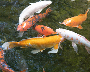 koi fish in pond
