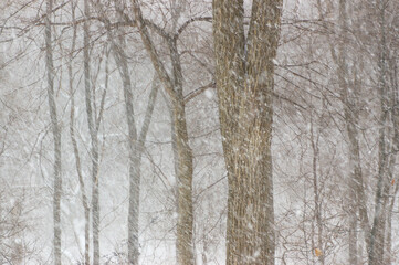 Forest of naked trees in a winter storm