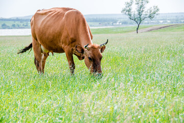 Close-up cow eating fresh grass. Cow portrait. A cow walks and eats grass in a green meadow, open farm with dairy cattle on a field in a rural farm. A cow grazes on a green meadow. Agriculture. Pure n