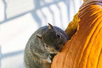 Cute Squirrel Eating a Pumpkin
