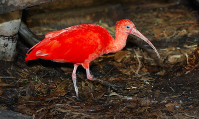 Scarlet Ibis walking on the muddy jungle floor