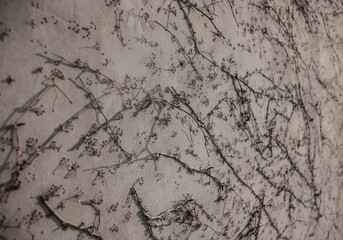 Plants on the wall