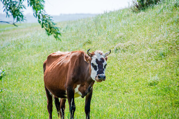 Naklejka na ściany i meble cow, animal, cattle, farm, grass, brown, field, pasture, bull, agriculture, calf, meadow, beef, mammal, green, nature, rural, livestock, grazing, summer, animals, horns, milk, bovine, cows