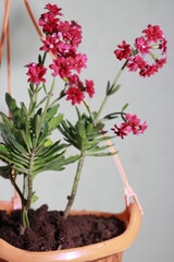 Red Flower in home garden. Beautiful Red Flower 