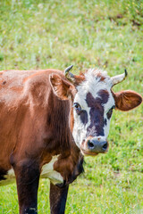 cow, animal, cattle, farm, grass, brown, field, pasture, bull, agriculture, calf, meadow, beef, mammal, green, nature, rural, livestock, grazing, summer, animals, horns, milk, bovine, cows