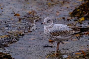 Seagull standing in river water's waves