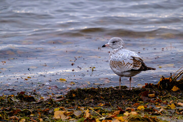 Seagull stands at river's edge