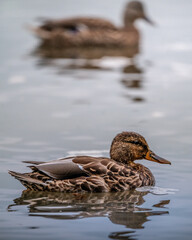 duck on the lake