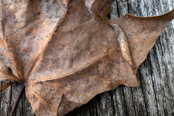 Land slug crosses dry leaf on wooden surface
