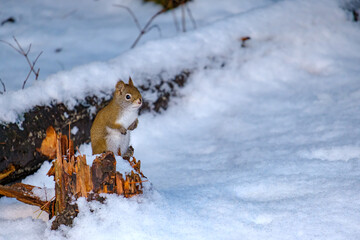 Red squirrel perched on stump above snow