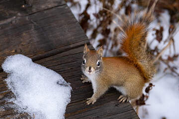 Red squirrel greeting on winter boardwalk
