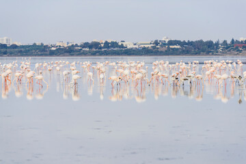 Fototapeta na wymiar Beautiful flamingos in salt lake