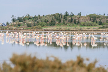 Fototapeta na wymiar Flock of flamingos in salt lake