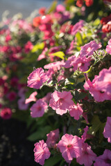 Fototapeta premium Beautiful Petunia on a sunny day