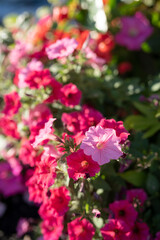 Beautiful Petunia on a sunny day