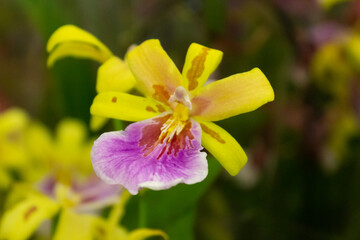 Orchid flower with yellow and pink petals close-up in a flower shop, in a botanical garden.