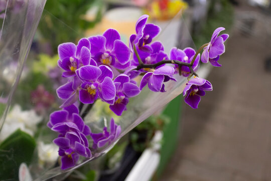 An orchid with lilac flowers is wrapped in transparent film for sale at a flower shop.