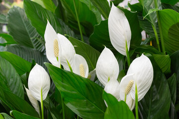 White flowers of spathiphyllum on a background of green leaves close-up.