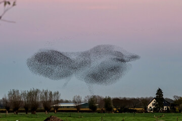 Starling murmurations. A large flock of starlings fly at sunset in the Netherlands. Hundreds of...