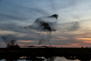 Starling murmurations. A large flock of starlings fly at sunset in the Netherlands. Hundreds of...