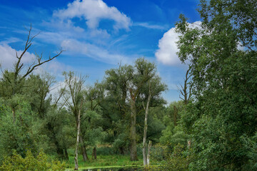 forest in the summer