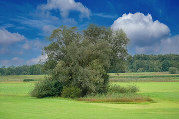 landscape with trees and sky