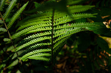 fern leaf in the forest